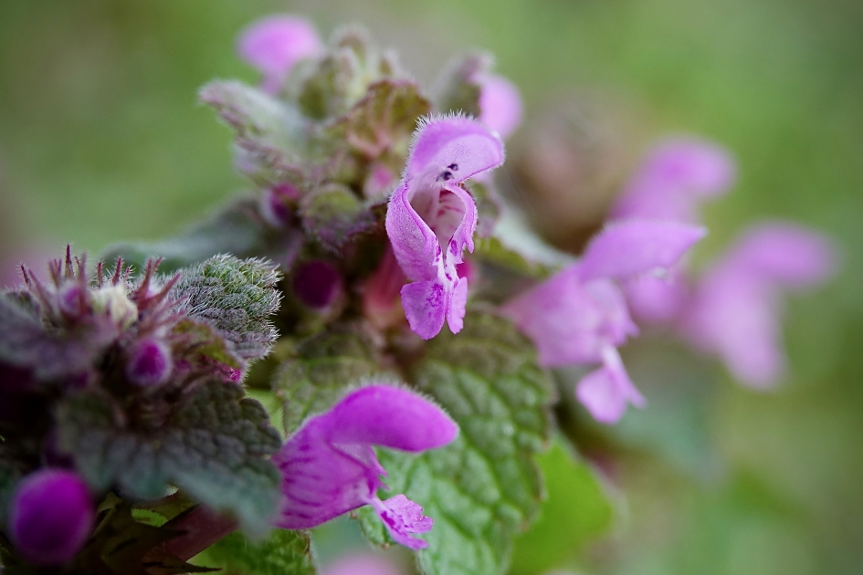 Paarse Dovenetel - Planten - 