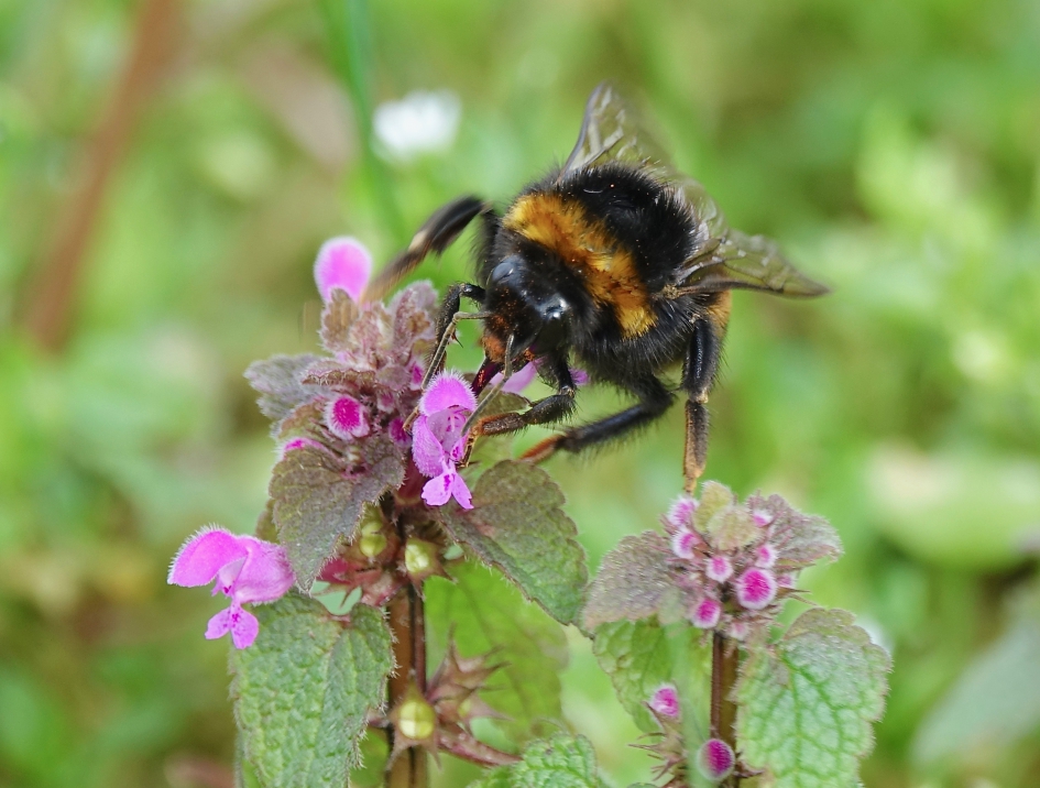 Paarse Dovenetel erg in trek bij koninginnen - Planten - Paarse Dovenetel