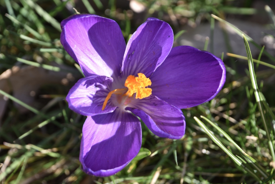 Paarse krokus - Planten - 