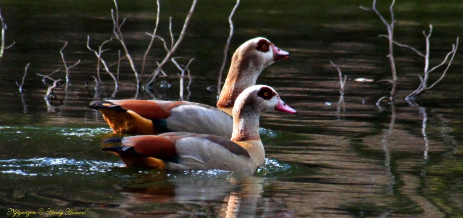 Paartje Nijlganzen - Vogels - Nijlganzen