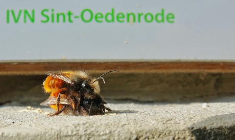 Parende Gehoornde Metselbijen