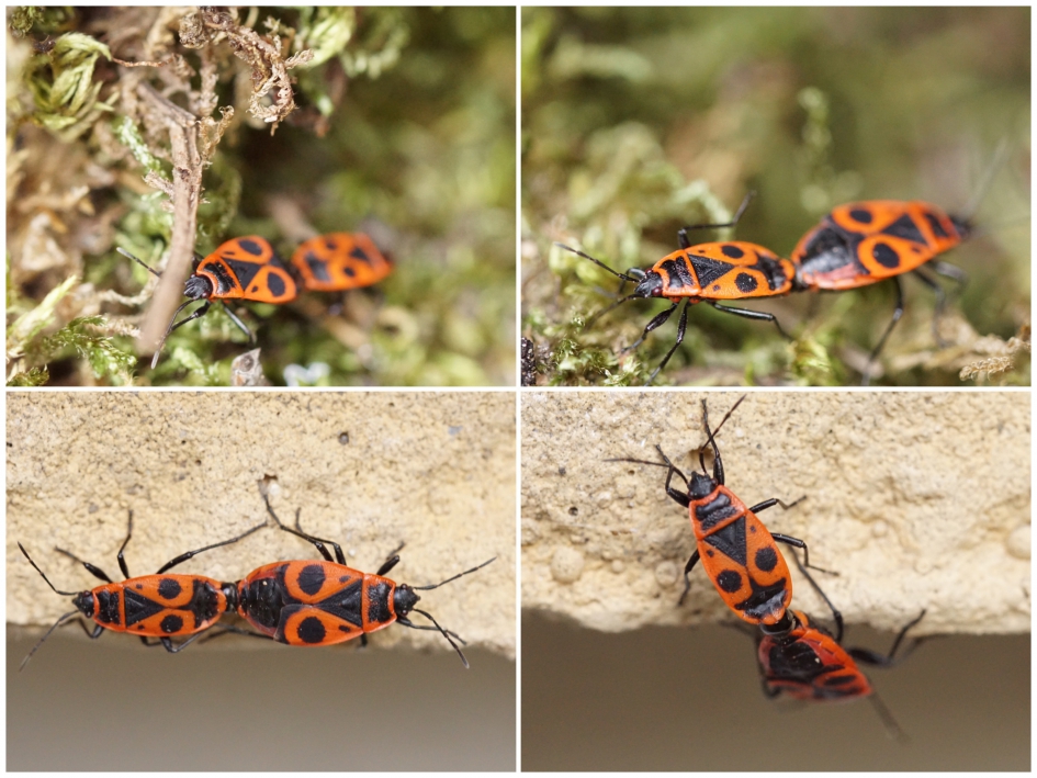 Parende vuurwantsen - Geleedpotigen - Vuurwants