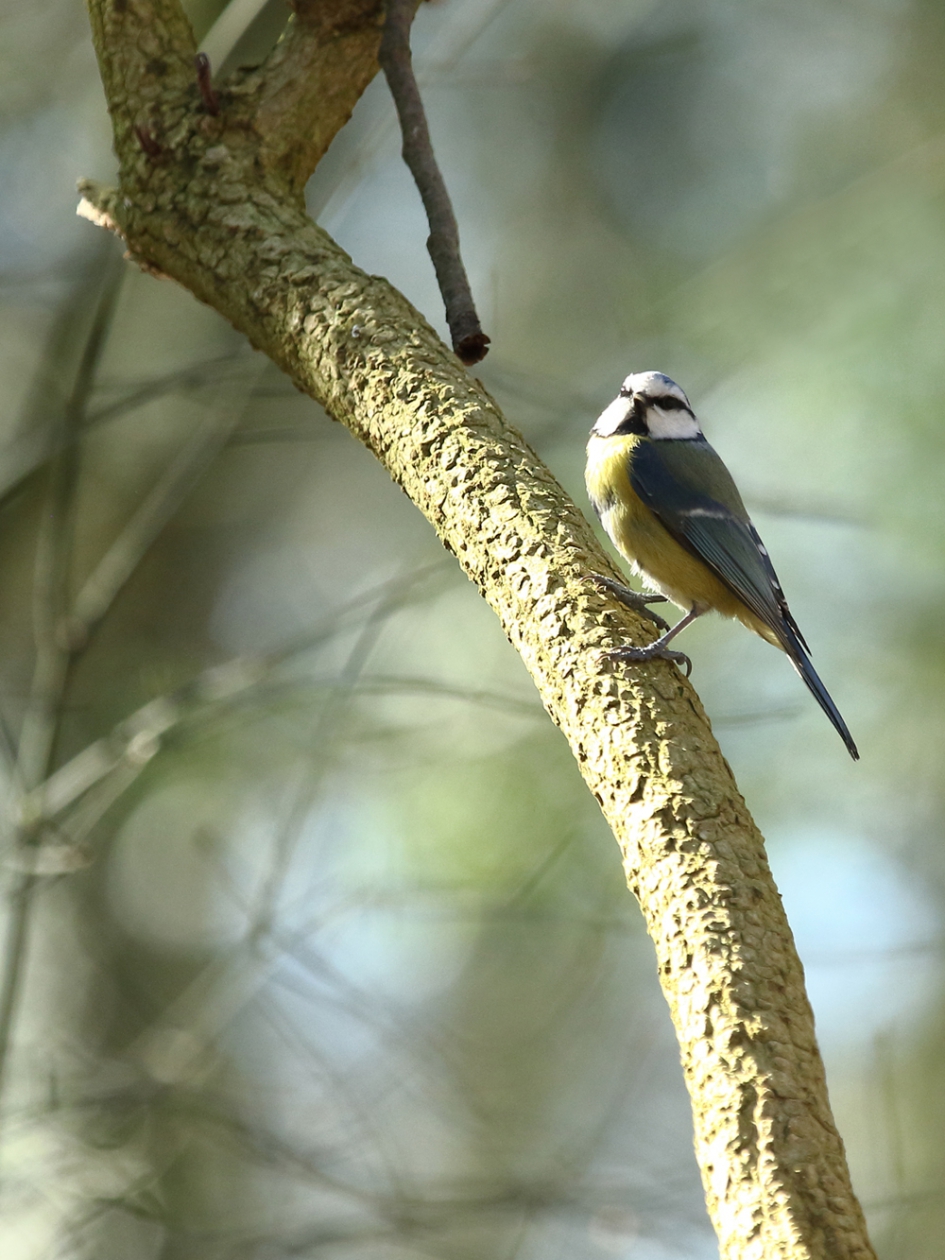 pimpelmees - Vogels - pimpelmees