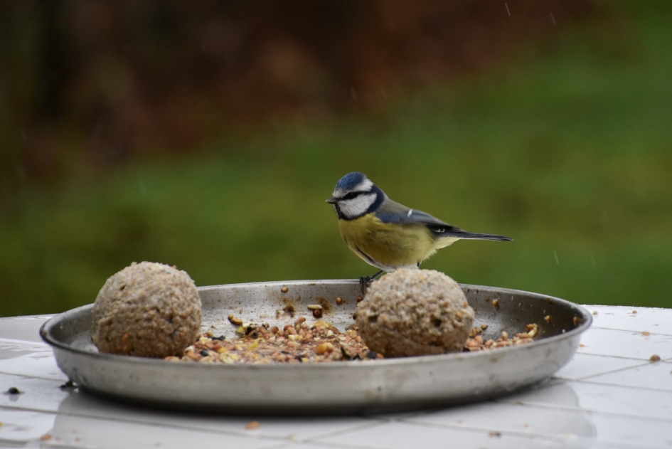 Pimpelmees - Vogels - 