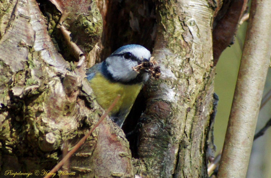 Pimpelmeesje - Vogels - pimpelmees