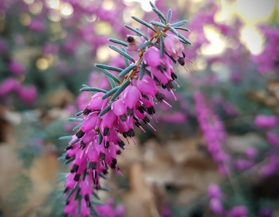 "Pink" - Planten - Dopheide
