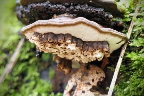 Platte Tonderzwam met tepelgallen.