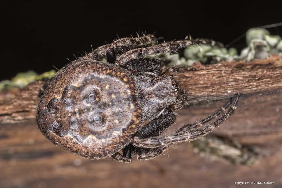 Platte wielwebspin (Nuctenea umbratica) - Geleedpotigen - Platte wielwebspin