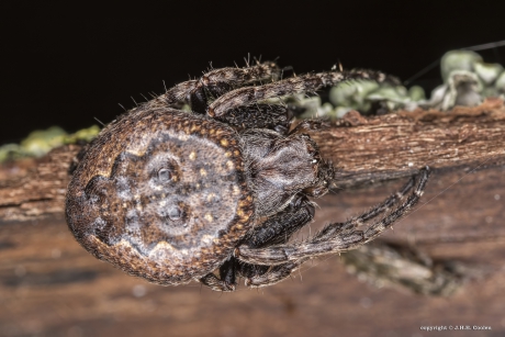 Platte wielwebspin (Nuctenea umbratica)
