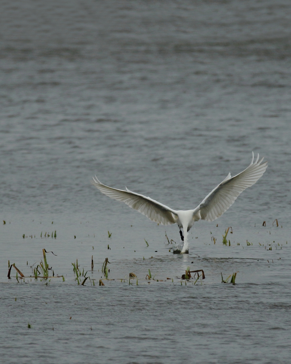plons - Vogels - grote zilverreiger