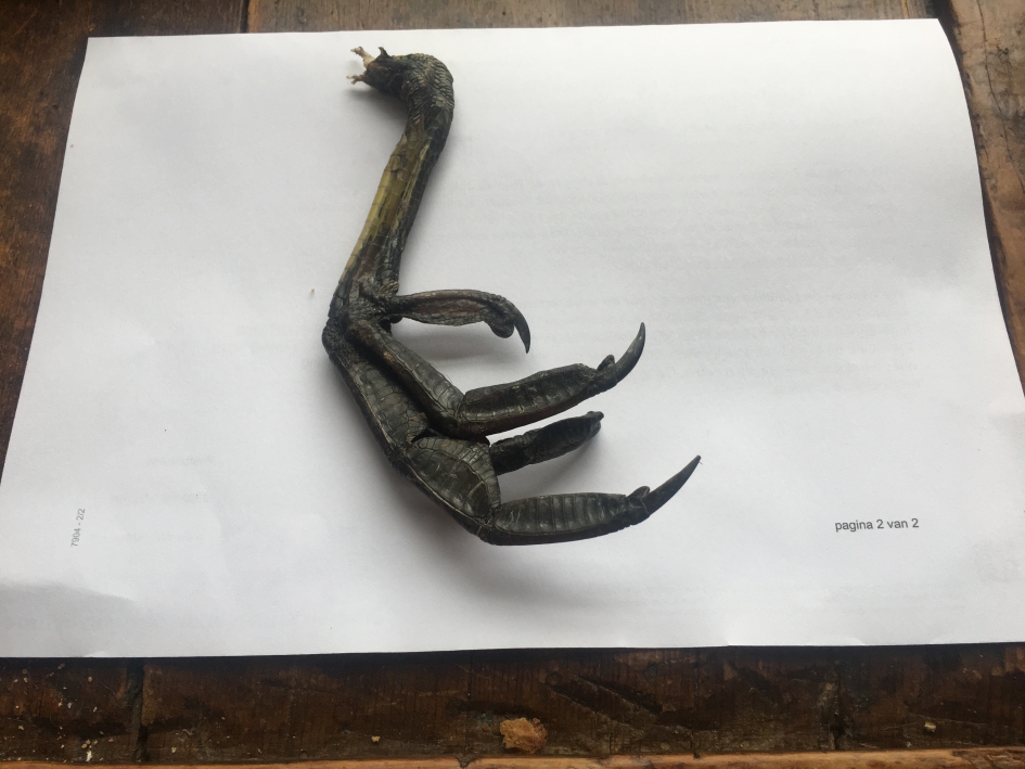 Poot gevonden - Vogels - 