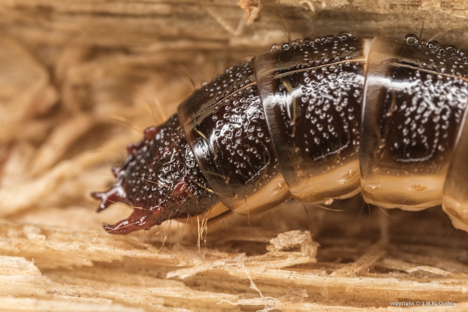 Portret van een..... - Geleedpotigen - Larve van een kettingschallebijter
