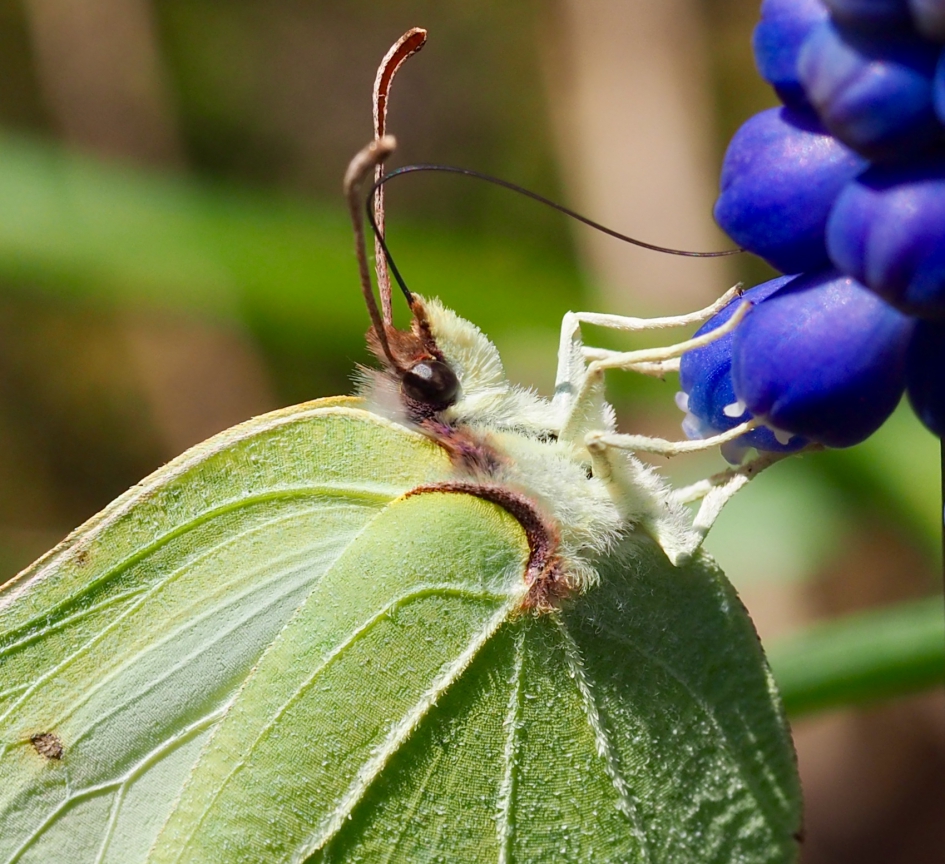 Prachtige lentedag - Geleedpotigen - Citroenvlinder