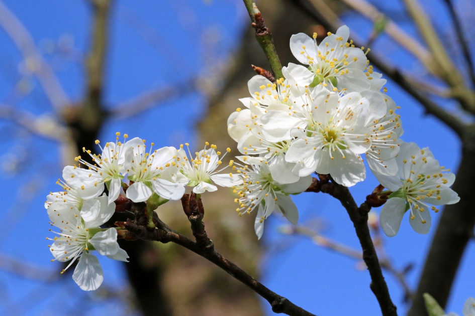 Pruimenbloesem - Planten - 