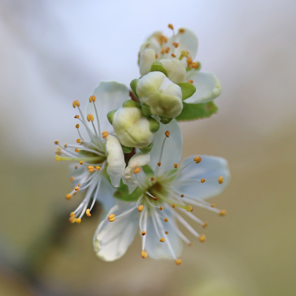 Pruimenbloesem van heel nabij - Planten - 