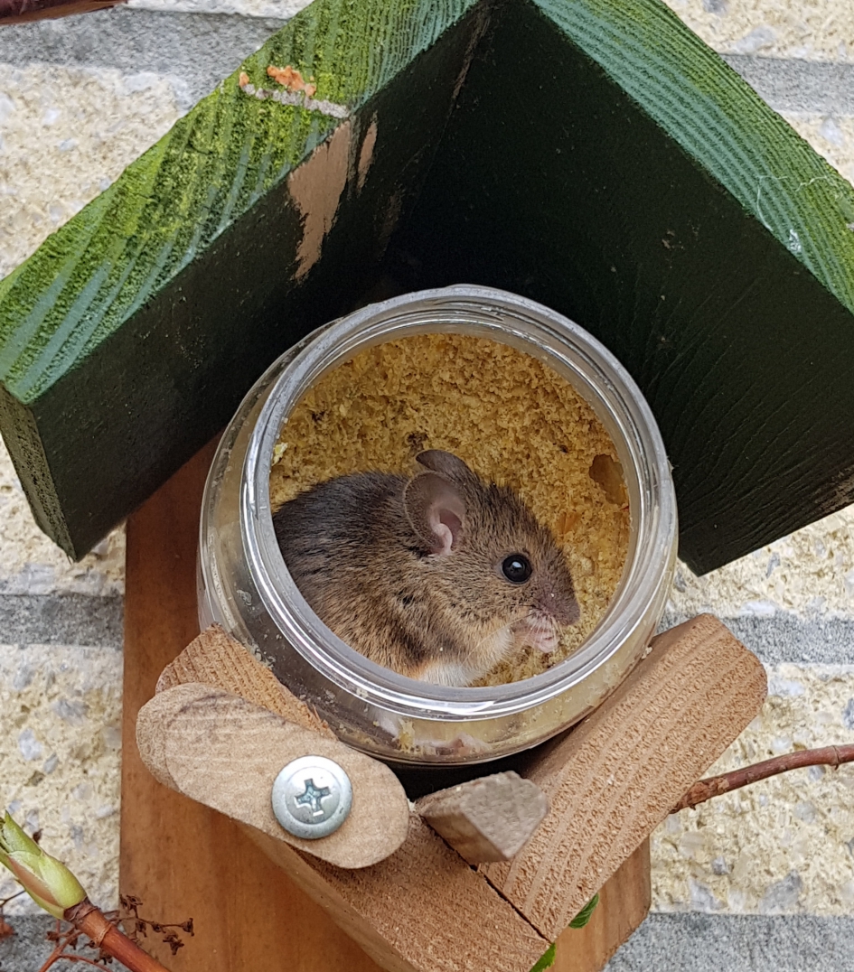 Rare vogel... - Zoogdieren - Muis (veldmuis?)