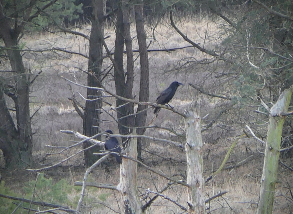 Raven - Vogels - Raaf