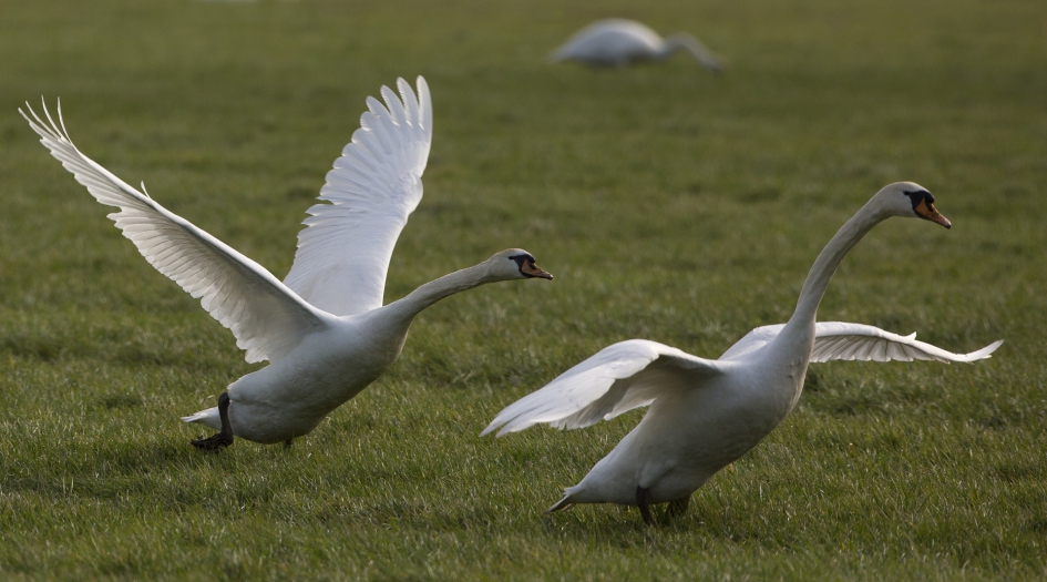 Ready for take off - Vogels - Knobbelzwaan