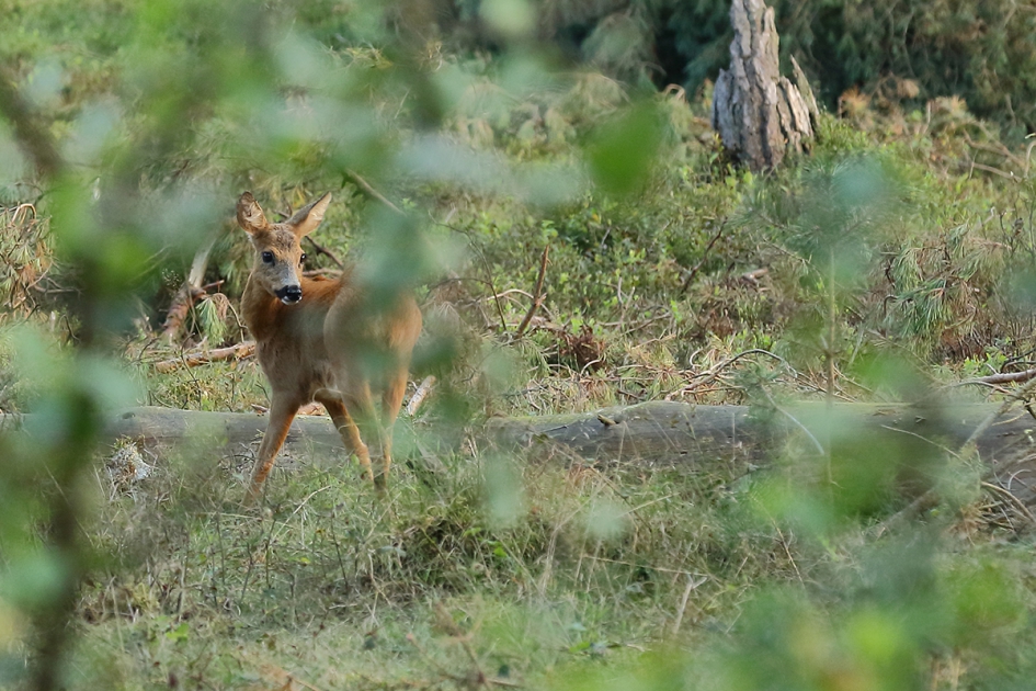 ree - Zoogdieren - ree
