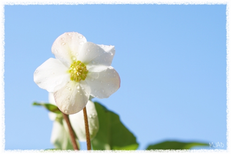 Regendruppels op Helleborus