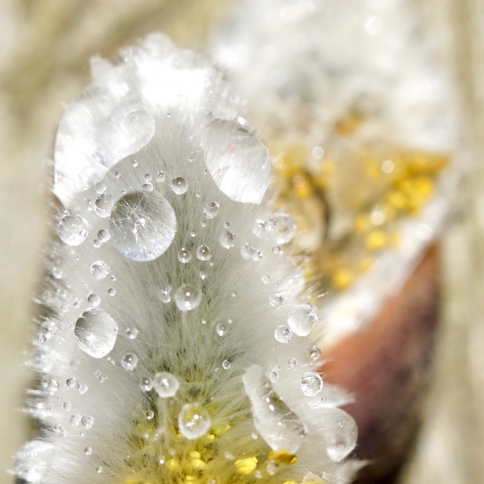 Regendruppels op katje - Planten - 