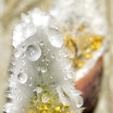 Regendruppels op katje