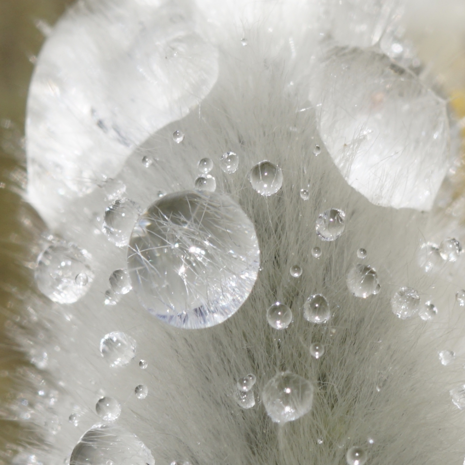 Regendruppels op wilgenkatje - Planten - 