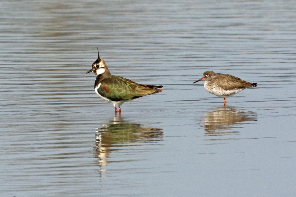 Oké, tegen zo'n kleurenpracht kan ik niet op... - Vogels - 