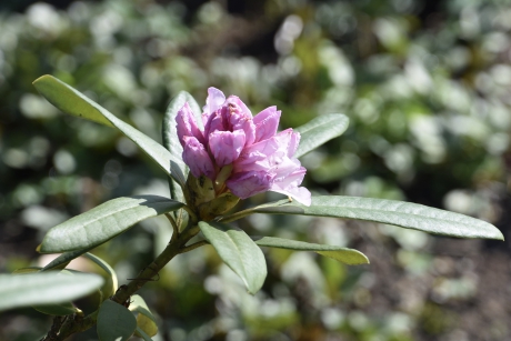 Rhododendron