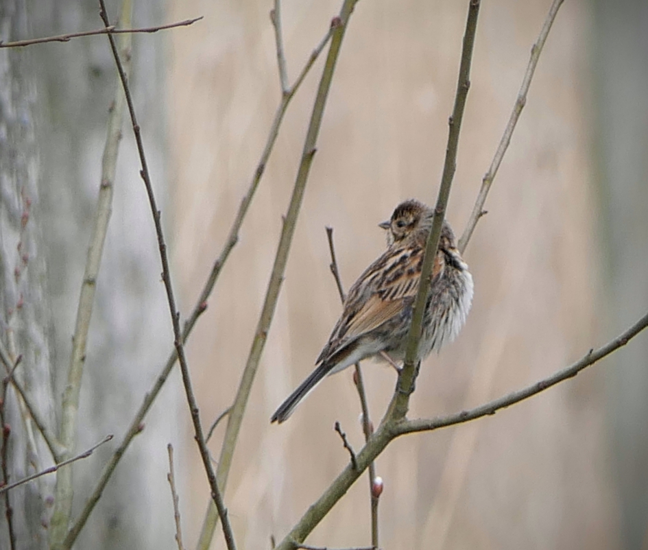 Rietgors - Vogels - Rietgors