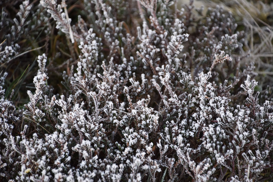 Rijp op de hei - Planten - 