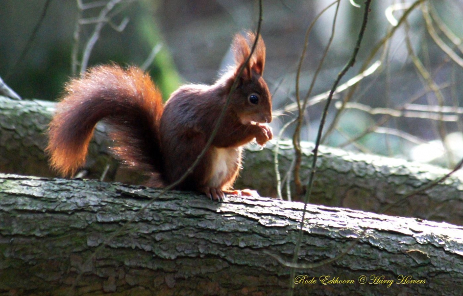 Rode Eekhoorn - Zoogdieren - Rode Eekhoorn