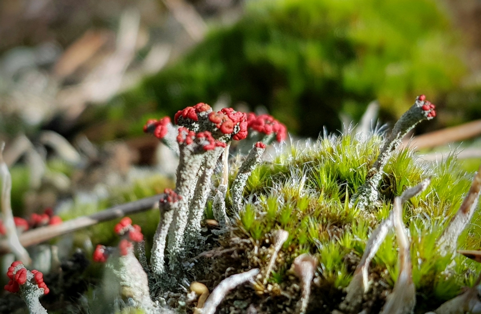 Rode hoofdjes. - Schimmels - Rood bekermos