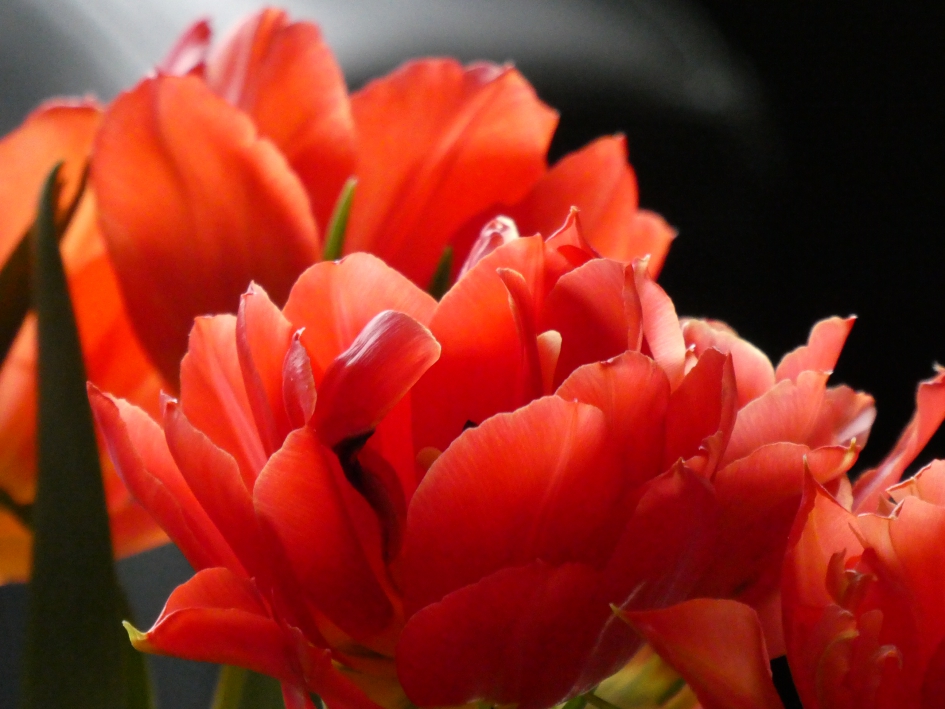 Rode tulpen - Planten - 