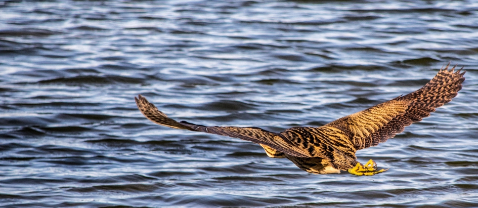 Roerdomp. - Vogels - Roerdomp.