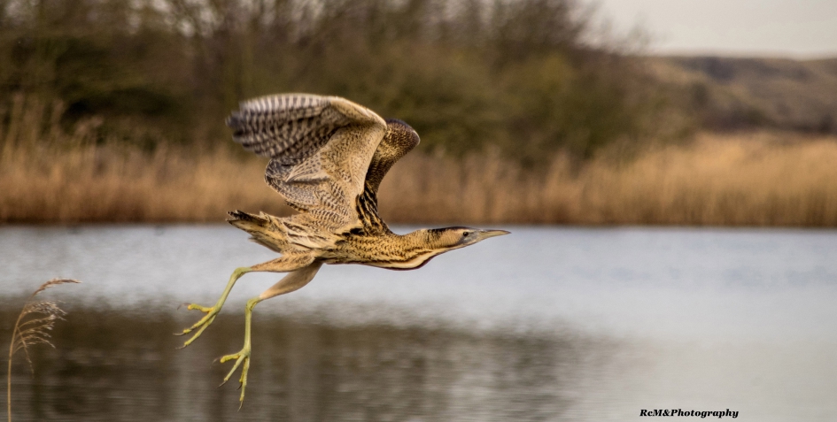Roerdomp. - Vogels - Roerdomp.