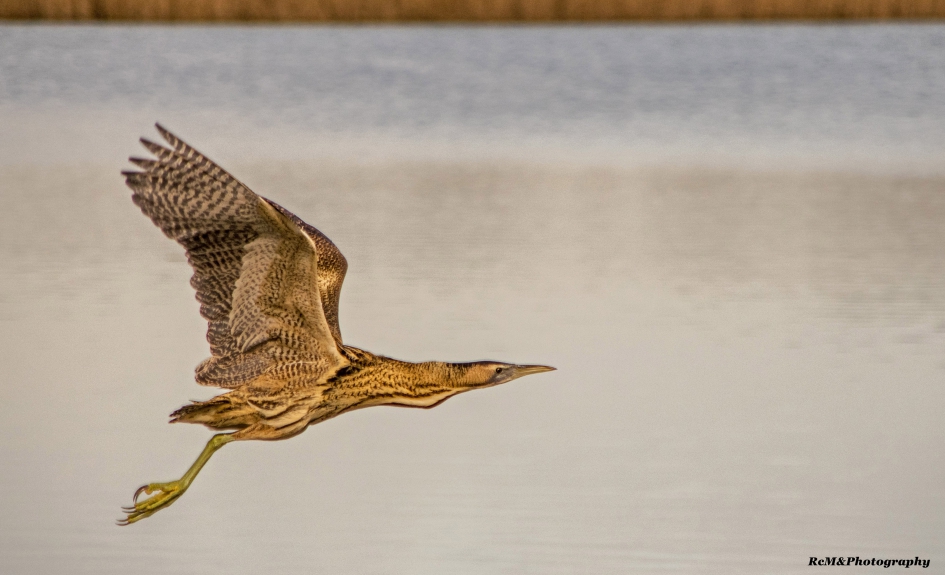 Roerdomp. - Vogels - Roerdomp.