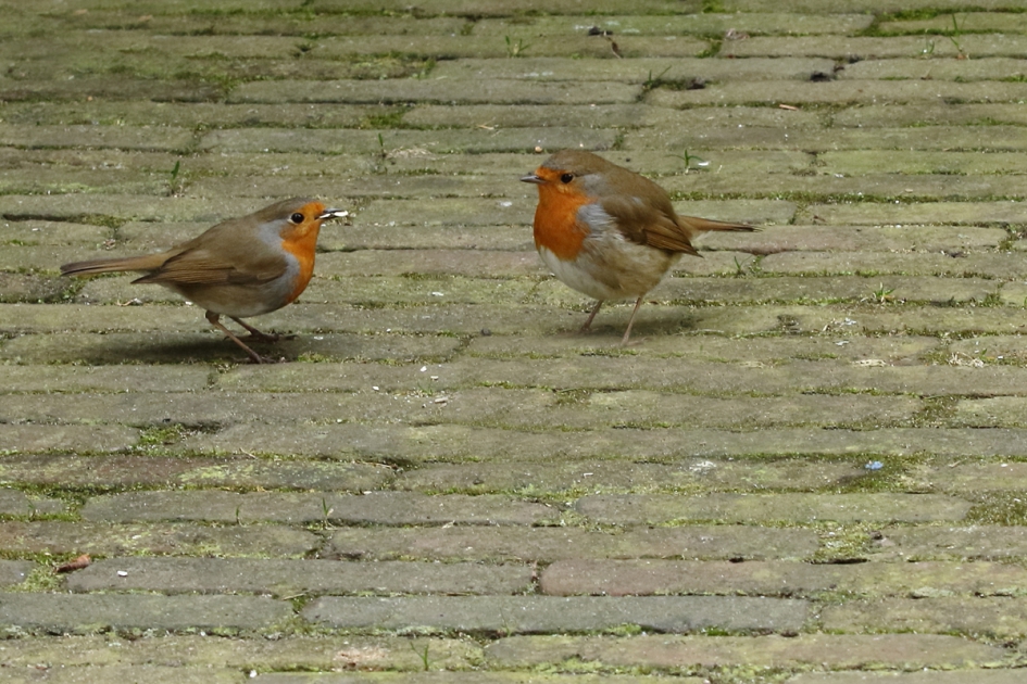 rood is de kleur van de liefde - Vogels - roodborst
