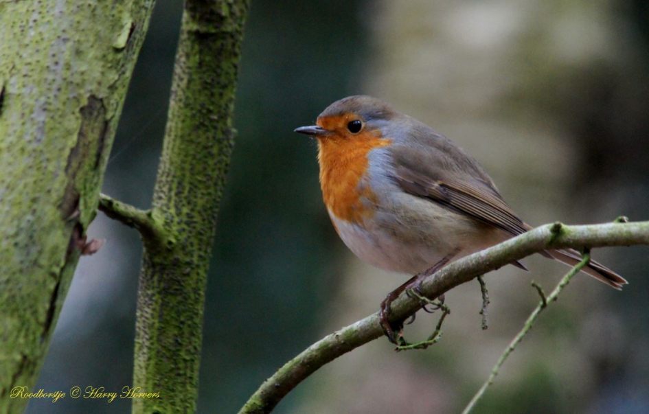 Roodborstje - Vogels - Roodborstje