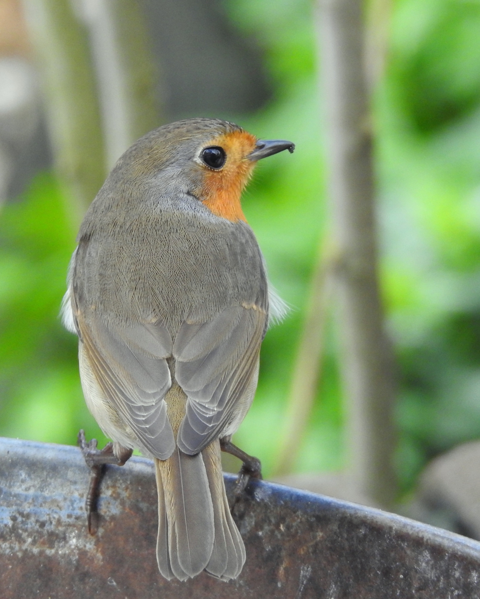 Roodborstje - Vogels - Roodborstje