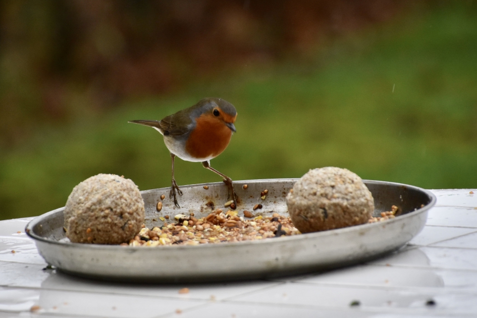 Roodborstje - Vogels - 