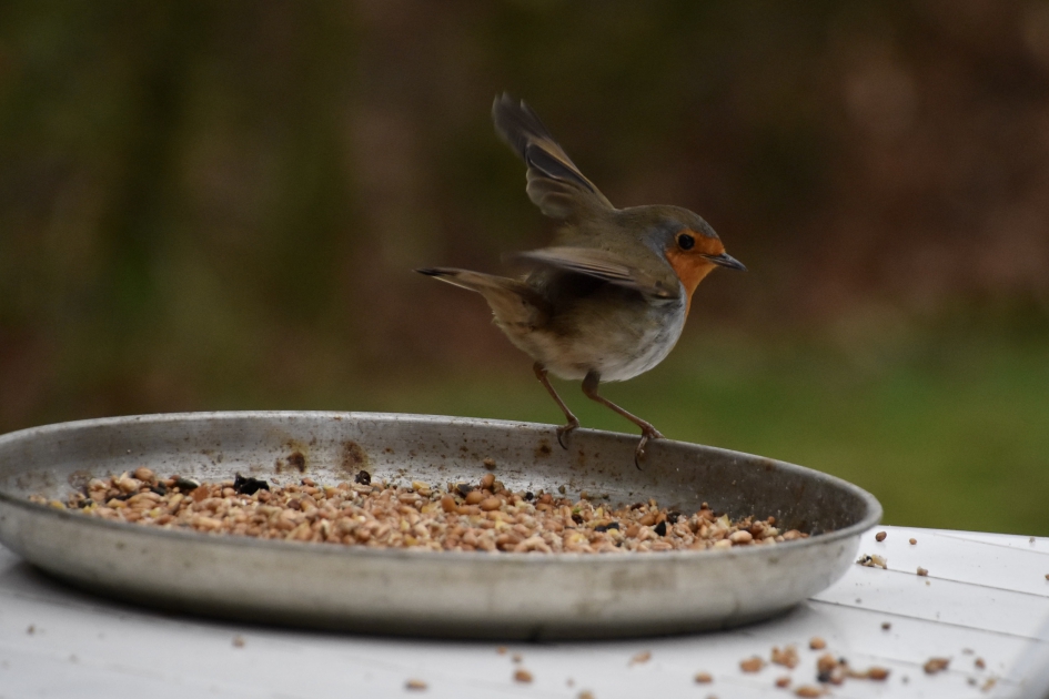 Roodborstje - Vogels - 