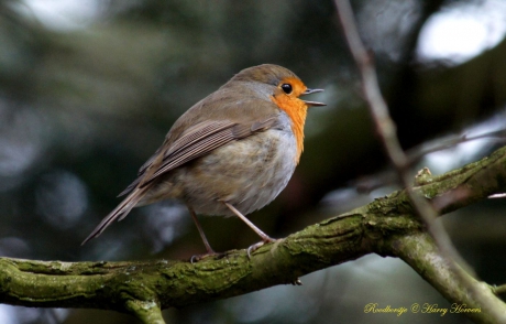 Roodborstje, zingend uit volle borst.