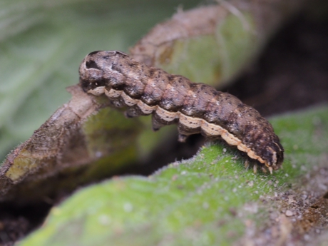 Rups groot avondrood?