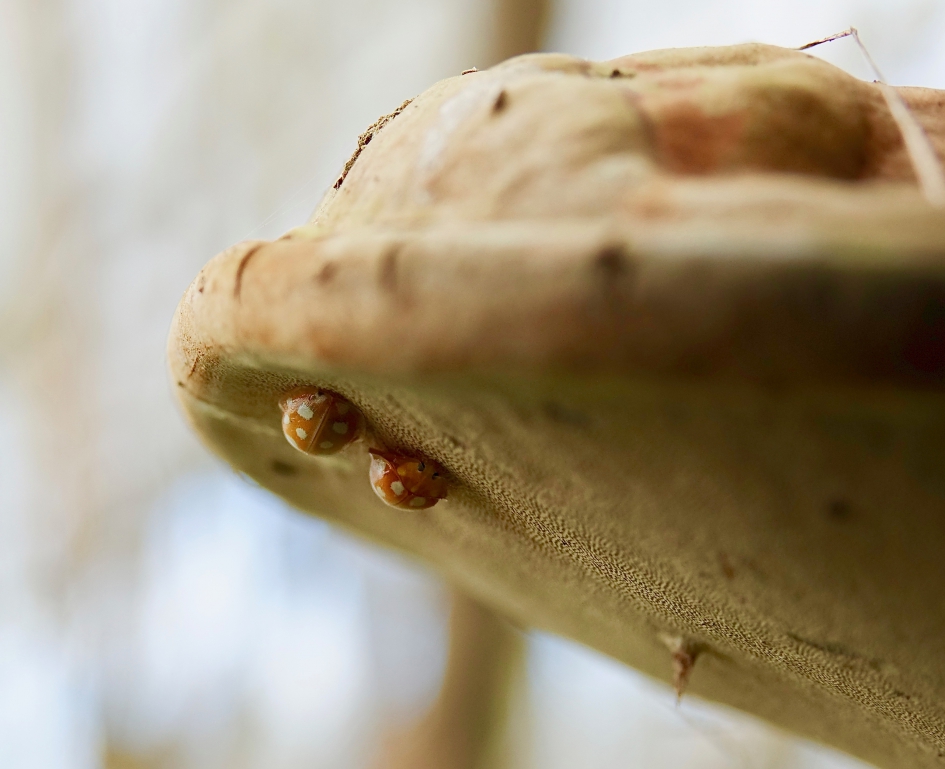 Samen schuilend onder de paddestoel - Geleedpotigen - Meeldauwlieveheerbeestje