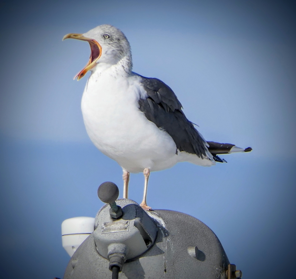 Schip ahoi - Vogels - Meeuw