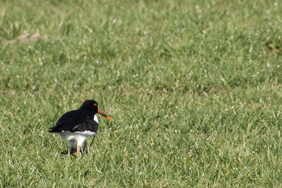 Scholekster - Vogels - 