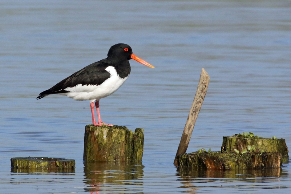 Scholekster - Vogels - 