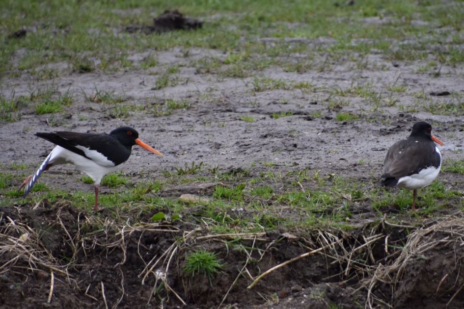 Scholeksters - Vogels - 