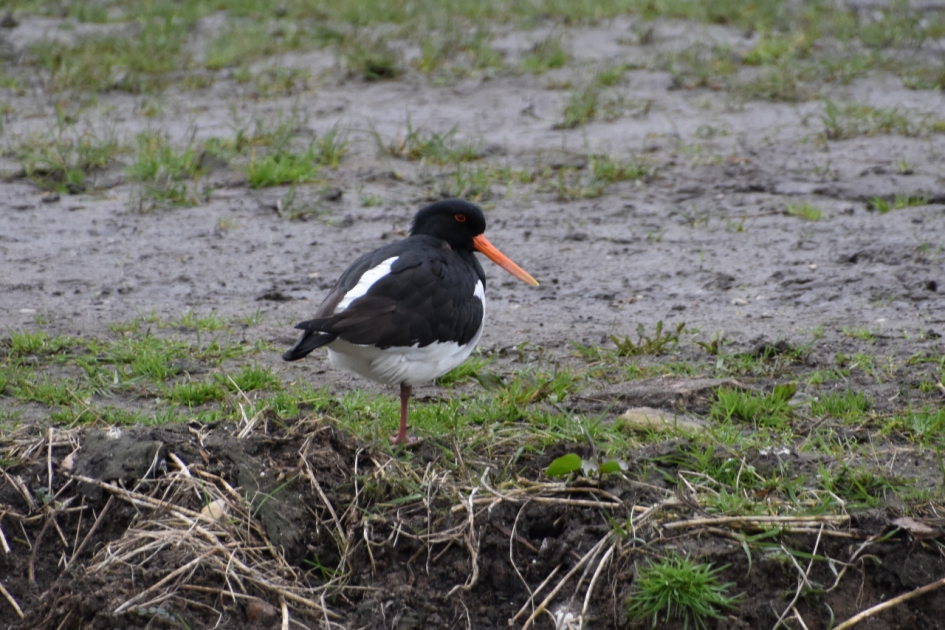 Scholekster - Vogels - 